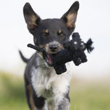 Kater Casanova - Kult-Spielzeug für Hunde
