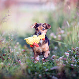 Emma Ente - Kult-Spielzeug für Hunde