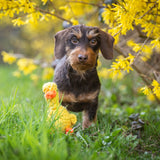 Emma Ente - Kult-Spielzeug für Hunde