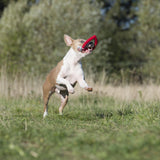 11100_8.jpg