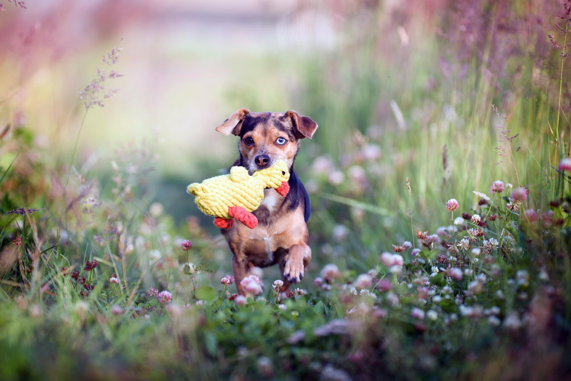 13003_1-Farm