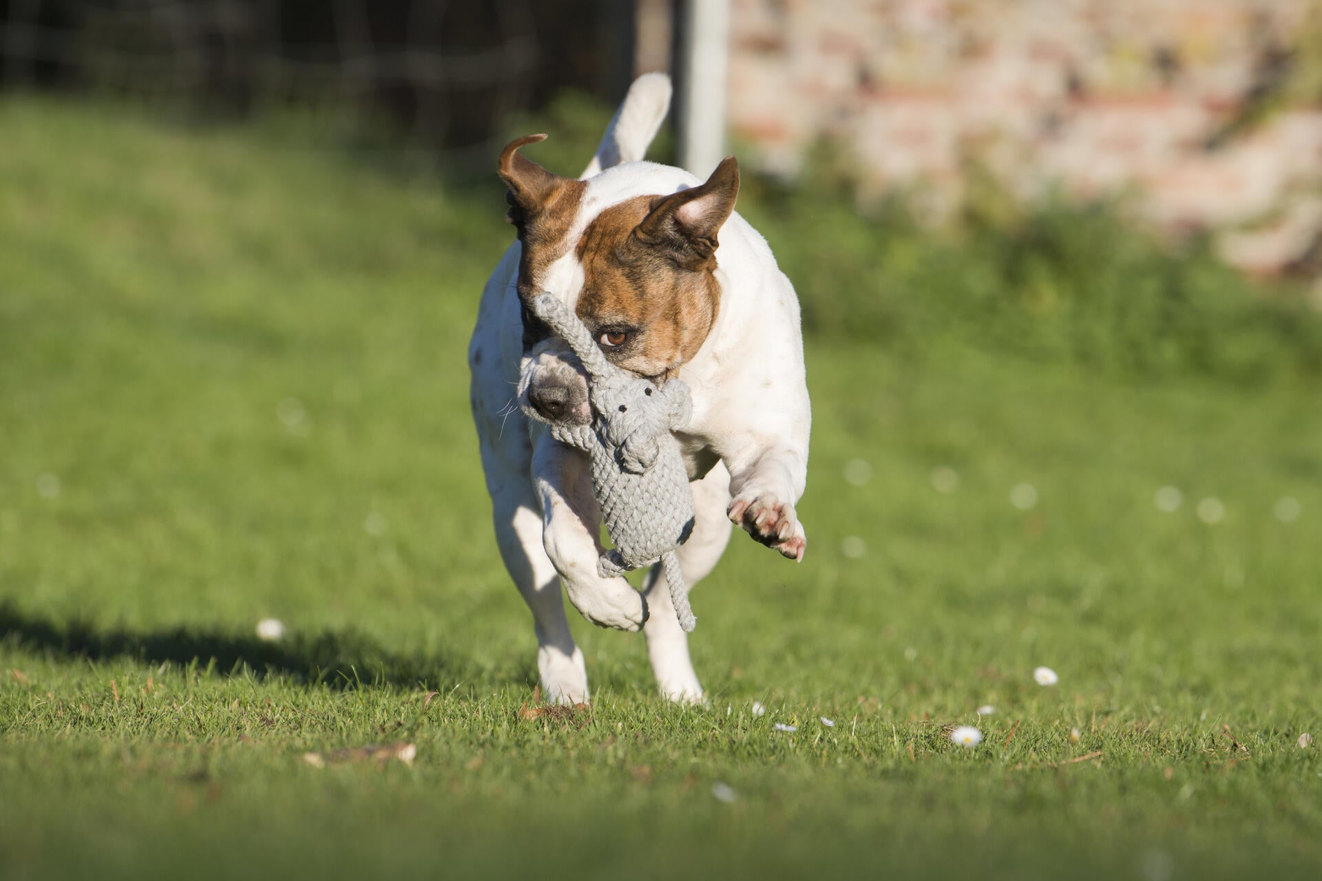 13007_1-Wild-Life