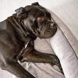 CLASSIC Hundebett  - GLAM