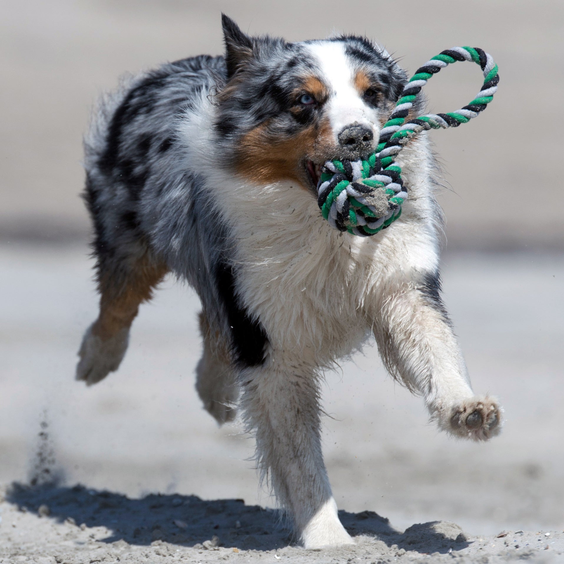 Hund_mit_Mega_web