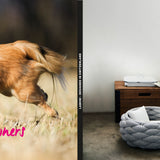 LABONI-Katalog2019