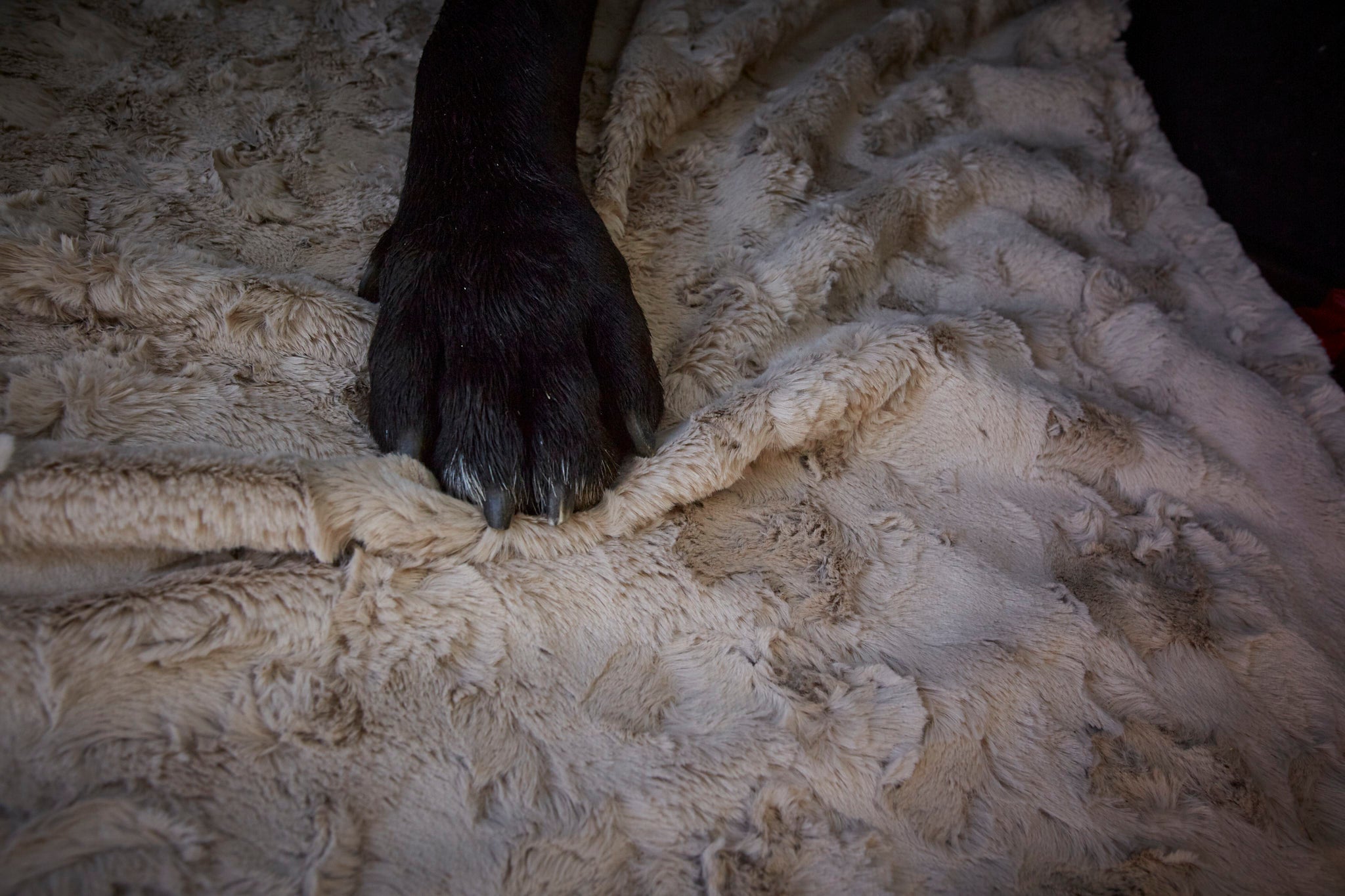 LABONI_08_2022_Cane_Corso_outdoor_227