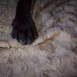 LABONI_08_2022_Cane_Corso_outdoor_227