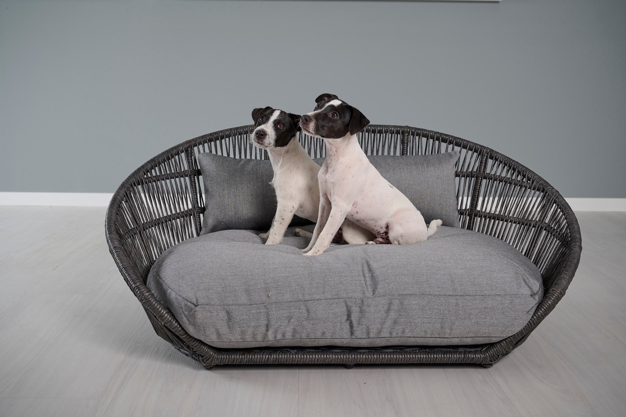 LABONI_08_2022_Jack_Russel_018