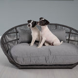 LABONI_08_2022_Jack_Russel_018
