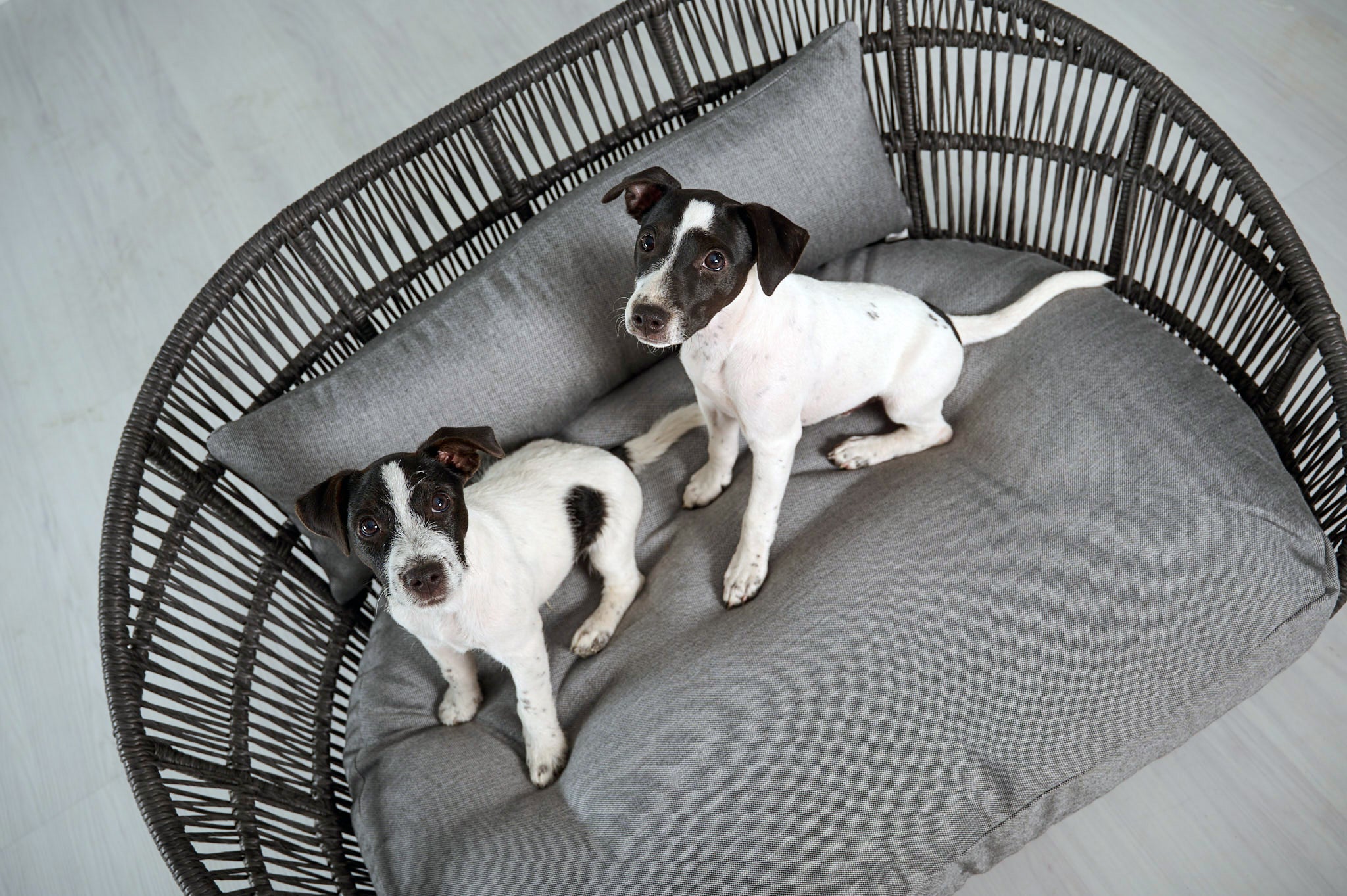 LABONI_08_2022_Jack_Russel_048