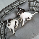 LABONI_08_2022_Jack_Russel_048