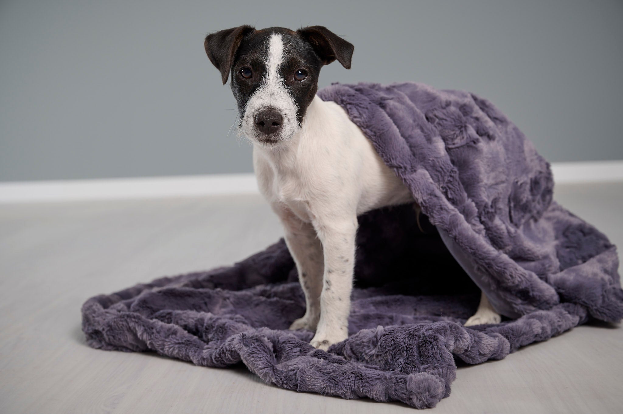 LABONI_08_2022_Jack_Russel_208