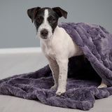 LABONI_08_2022_Jack_Russel_208