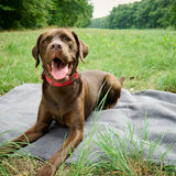 LABONI_08_2022_Labrador_outdoor_016