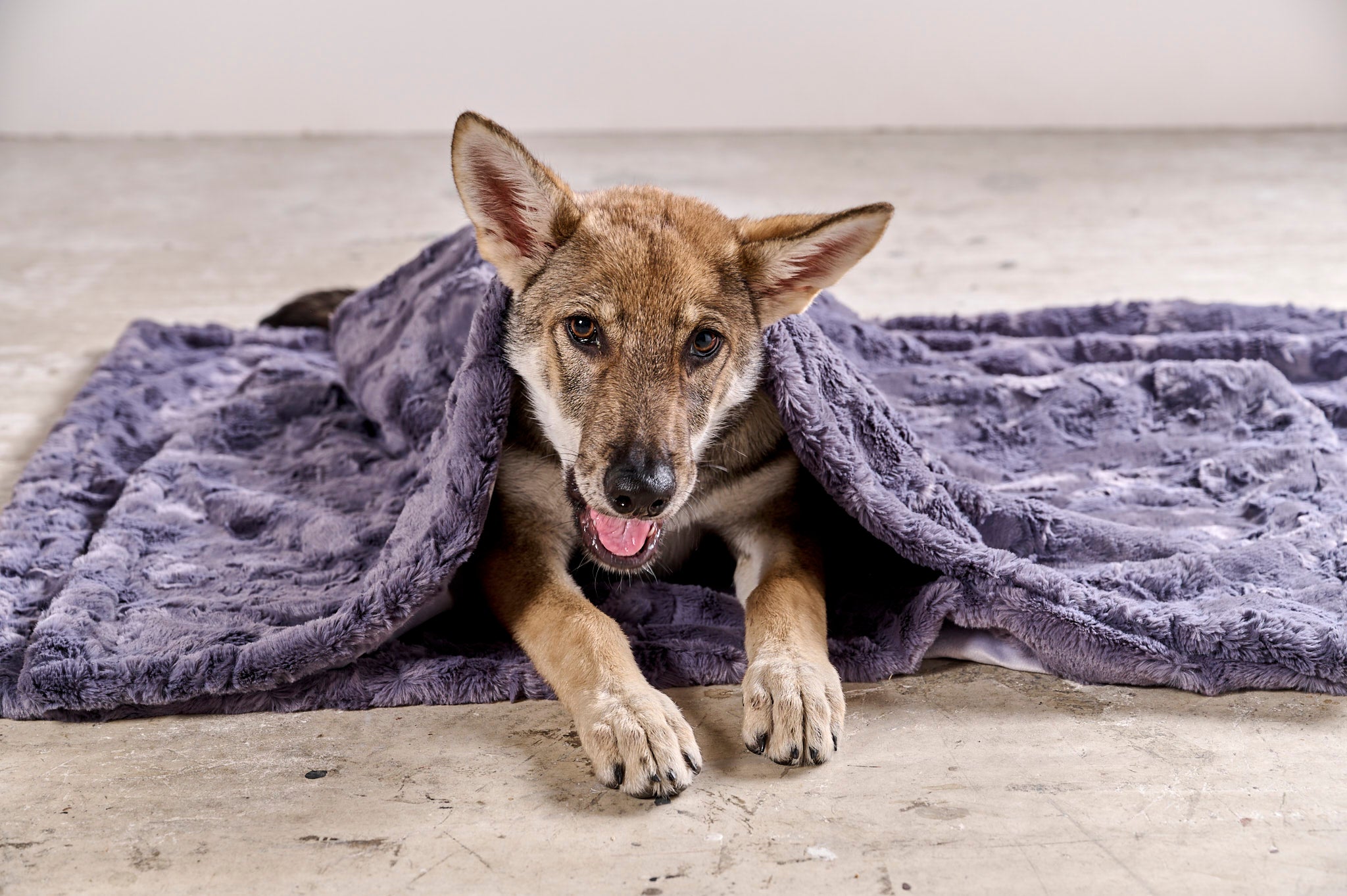 LABONI_08_2022_Wolfshund_128