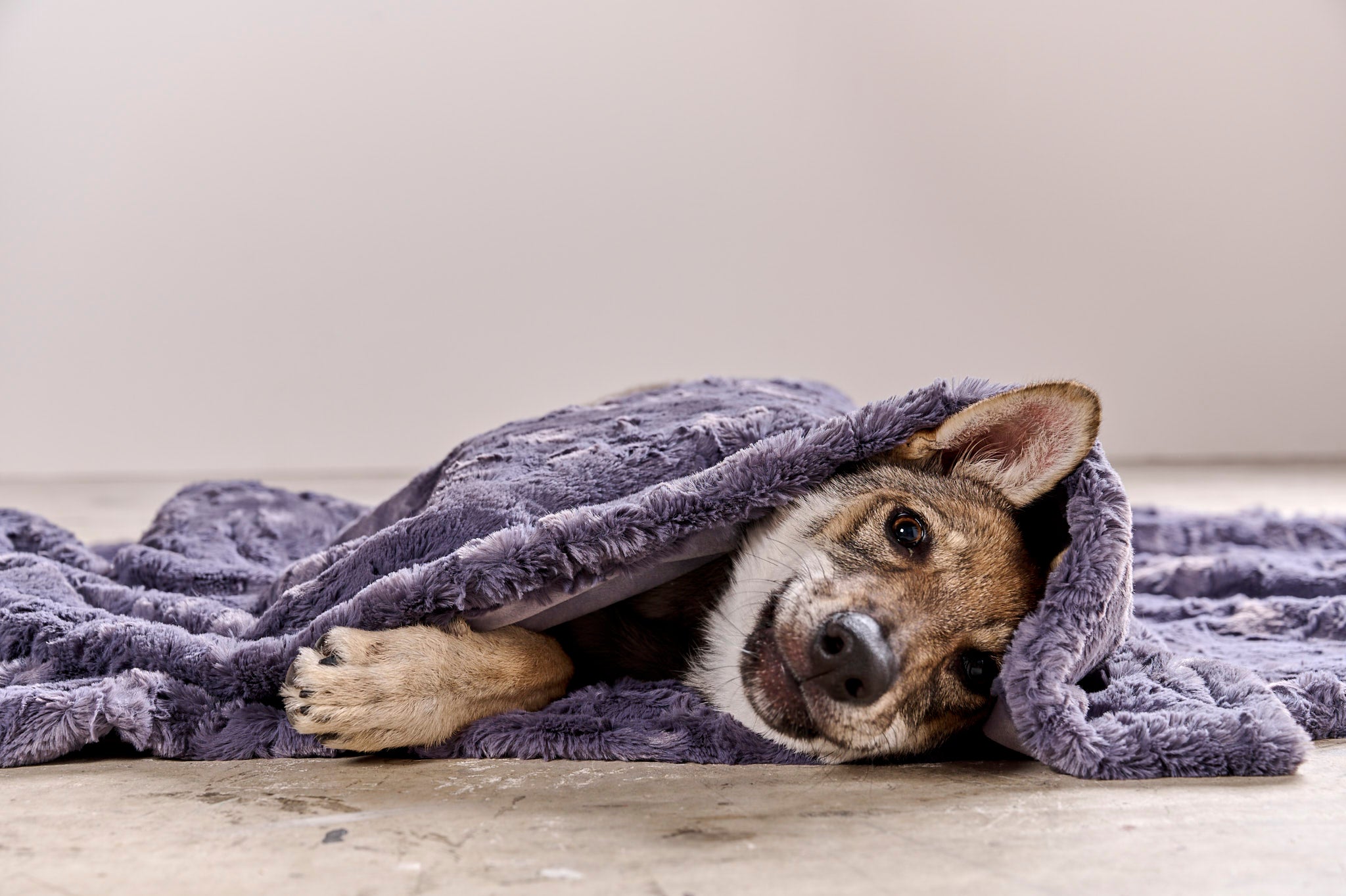 LABONI_08_2022_Wolfshund_131