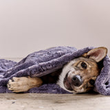 LABONI_08_2022_Wolfshund_131