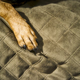 Laboni_Oxford_olive_3