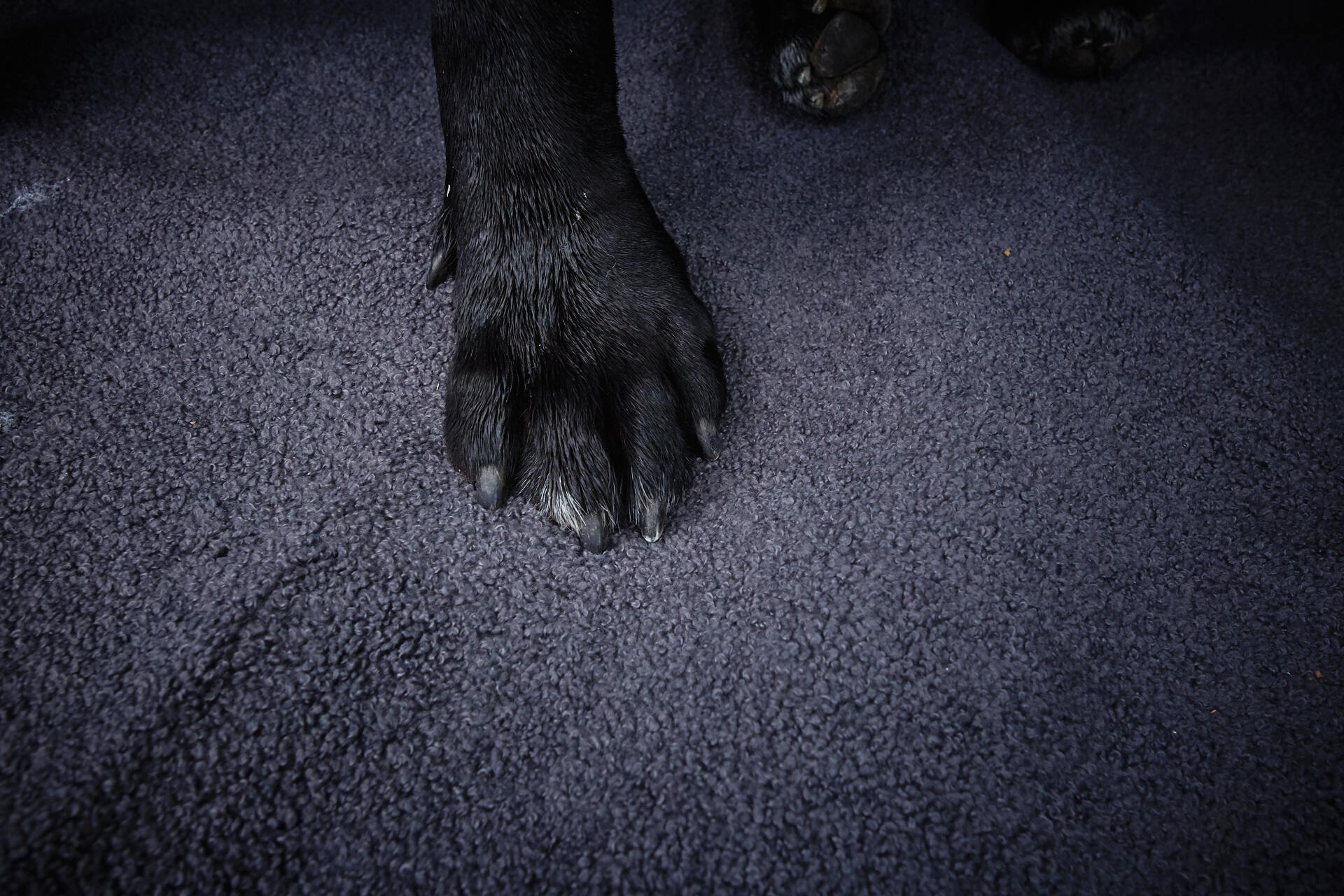 TEDDY_GREY