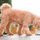web_dog2a