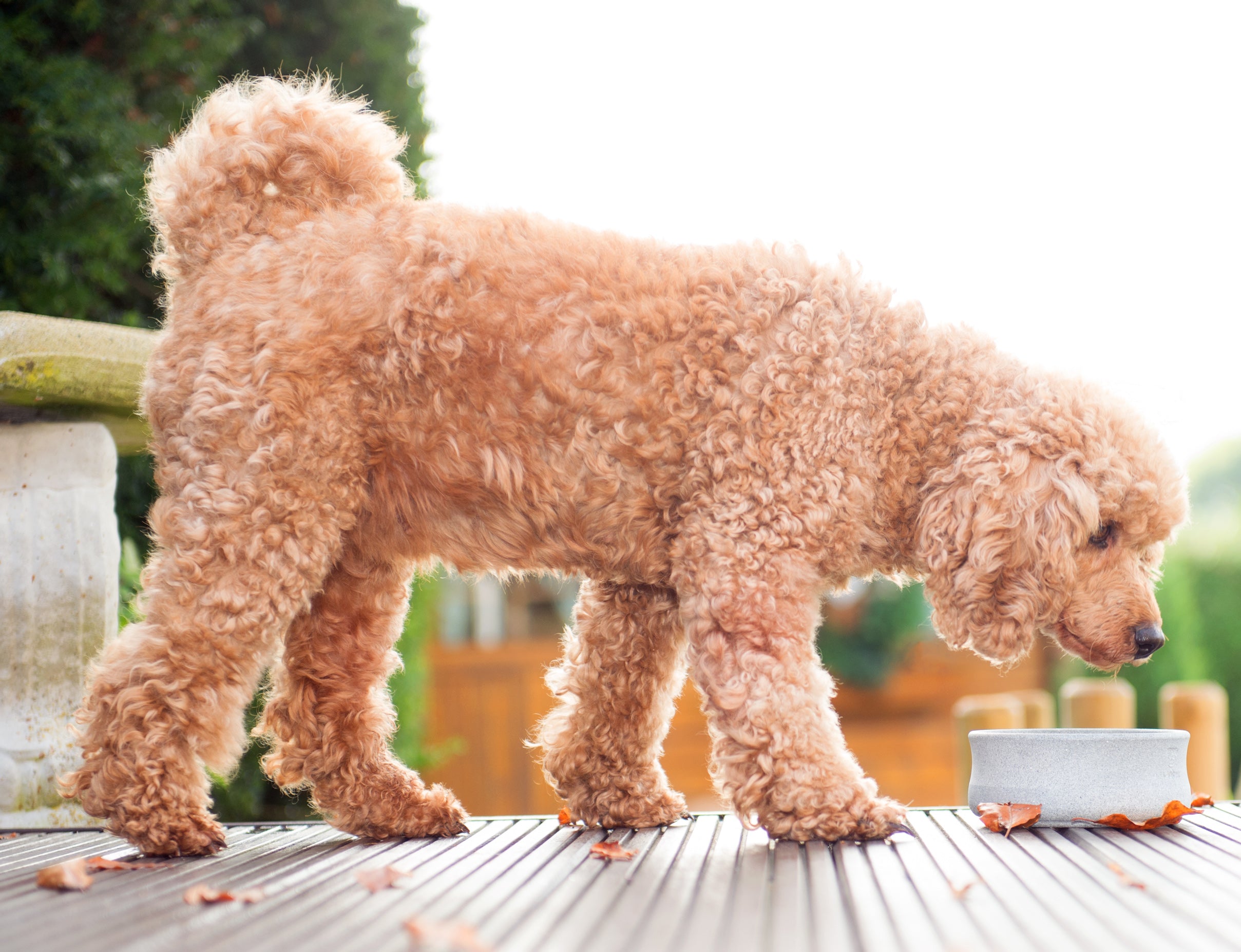 web_dog2a